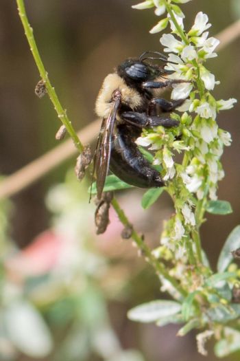 Carpenter Bee side view