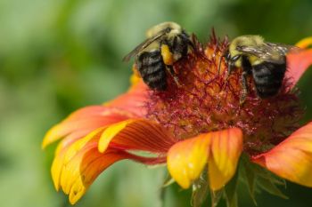 Two bumble bees on a blanket flower