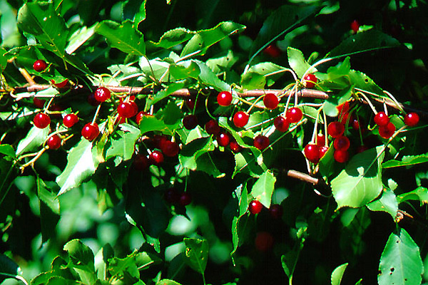 Pin Cherry