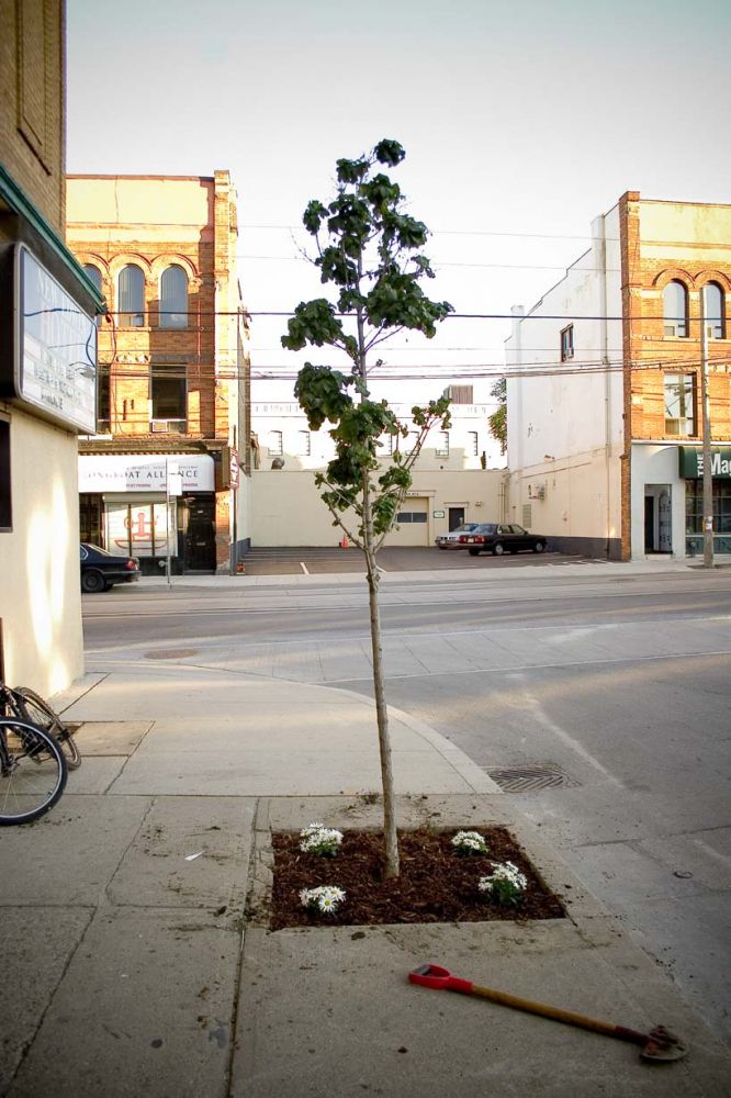 Street tree, Queen St., Toronto, On