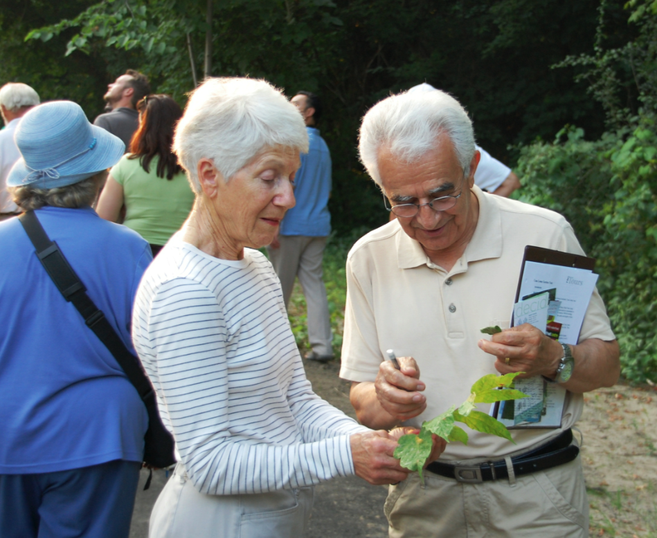Milne Hollow Tree Identification