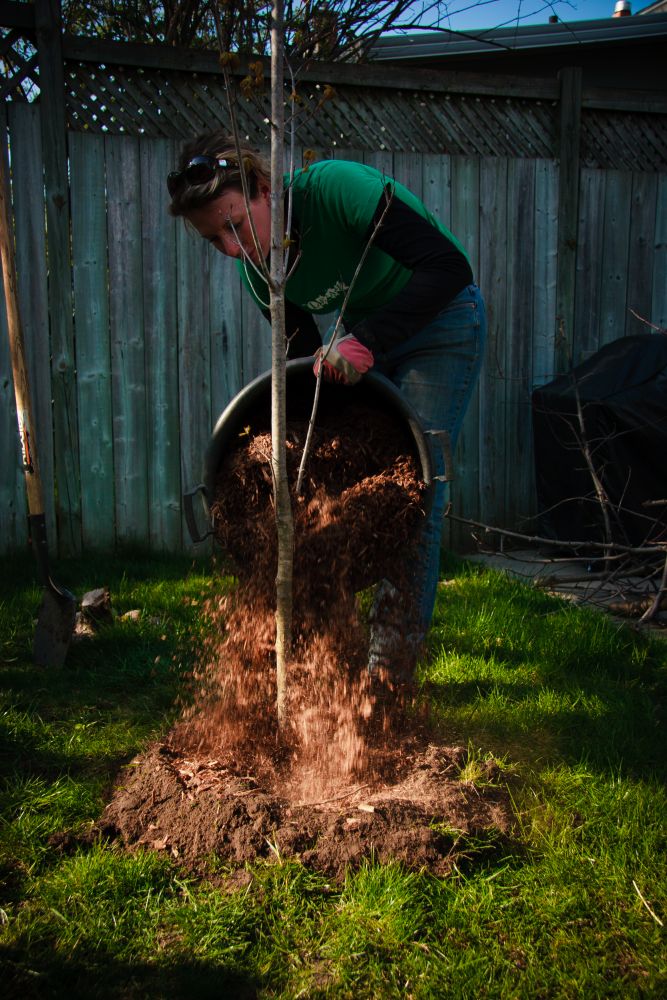 Mulching tree