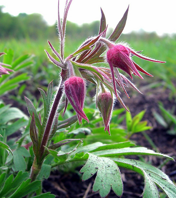 Prairie Smoke