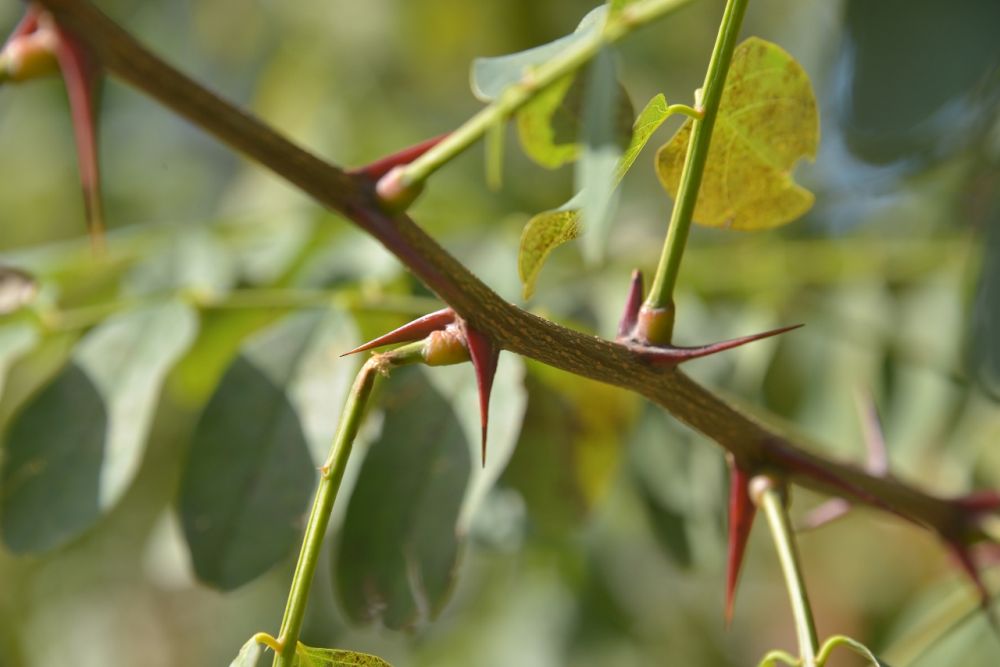 Black Locust Thorns