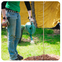 Watering a newly planted tree