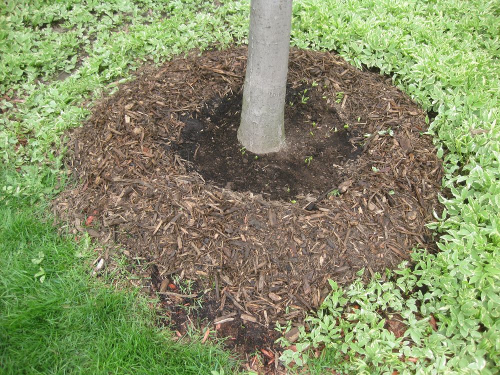 LEAF supports your tree long after it’s planted LEAF Local Enhancement & Appreciation of Forests