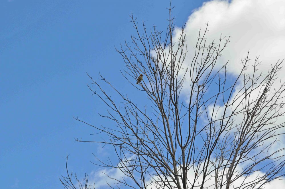 © 2014 Sonica Katoch/ LEAF