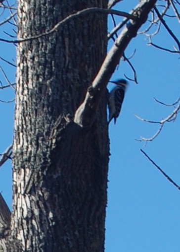 © 2013 Robyn Stewart / LEAF Woodpecker