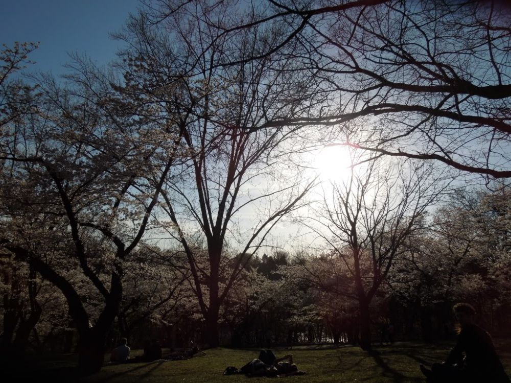 Cherry Blossoms in High Park
