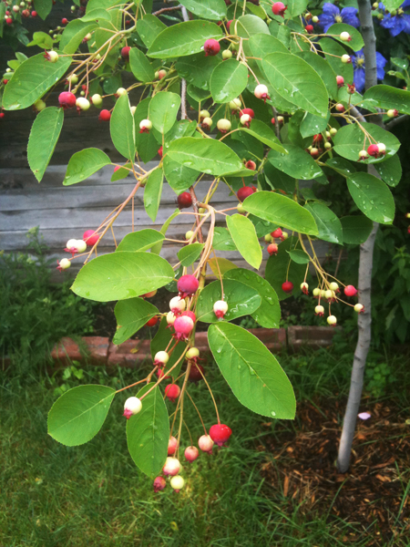 Service berry
