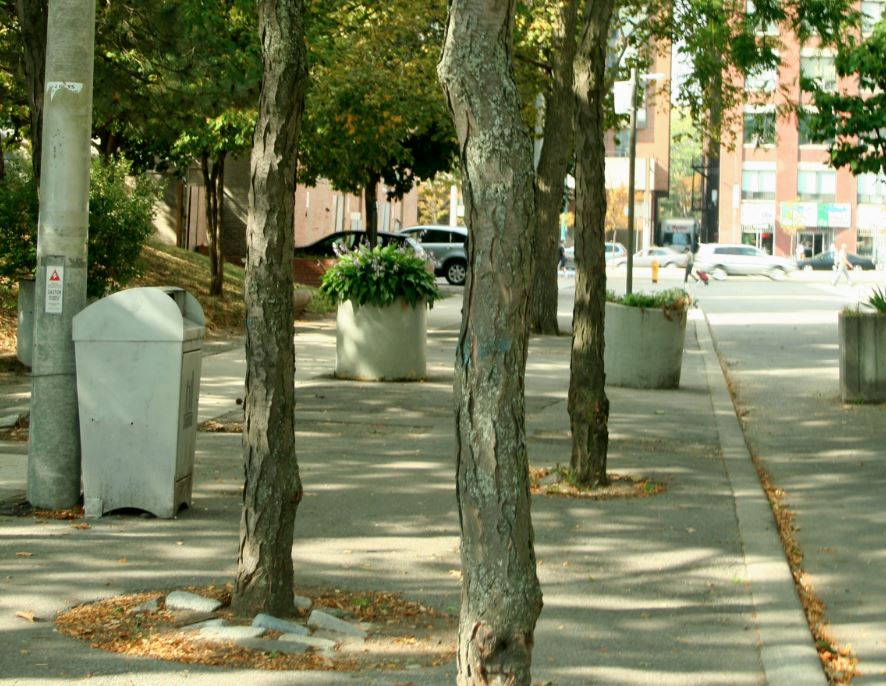 Shade Trees