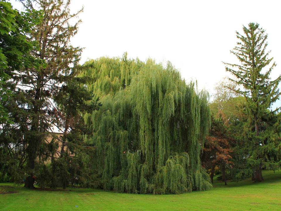 © 2014 Brenna Anstett / LEAF Emma's Willow