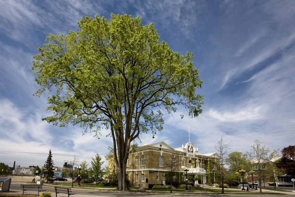 American elm at Exhibition Place