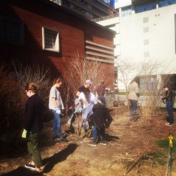 Pruning at Saint Clair Station