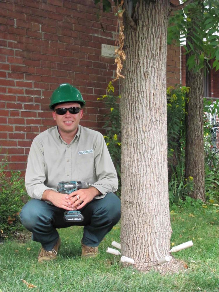 Stan of TruGreen treating and ash tree
