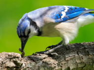 Blue Jay on a tree branch catching a caterpillar