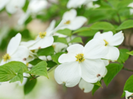 Eastern flowering dogwood