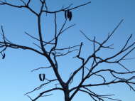 Kentucky Coffeetree silhouette in winter