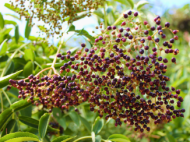 common elderberry fruit