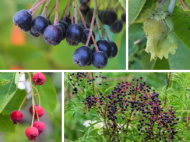collage image of fruits from american hazelnut, common elderberry, black chokeberry and serviceberry