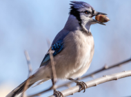 Blue Jay with an acorn in its beak