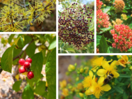 Collage of common witchhazel, common elderberry, common ninebark, spicebush and St. John’s wort