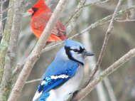 A northern cardinal and blue jay perched on branches during winter.