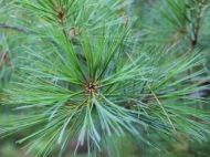 White pine needles 