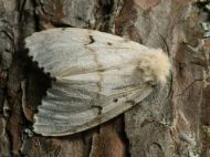 Female spongy moth