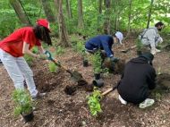 People planting trees in a woodlot