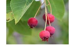Serviceberry fruit