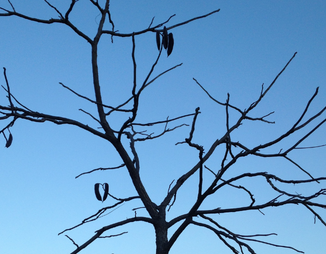 Kentucky Coffeetree silhouette in winter