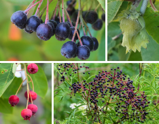 collage image of fruits from american hazelnut, common elderberry, black chokeberry and serviceberry