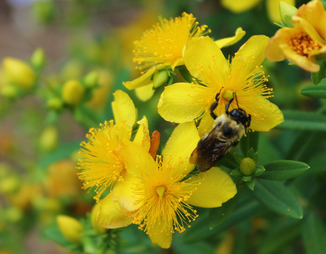 Bumble bee on St. John's wort flower