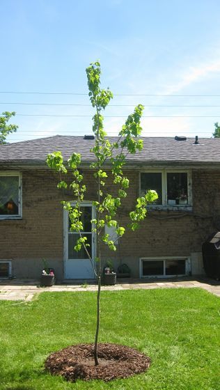 Full Service Backyard Tree Planting Leaf Local Enhancement