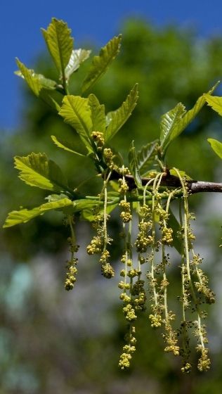 Swamp white oak flowers