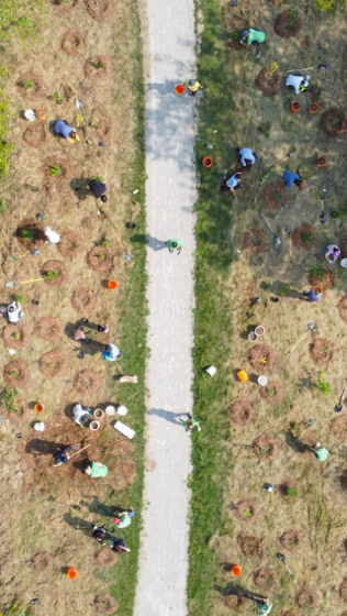 Overhead view of volunteers planting at community park