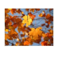Sugar Maple leaves turned orange in fall