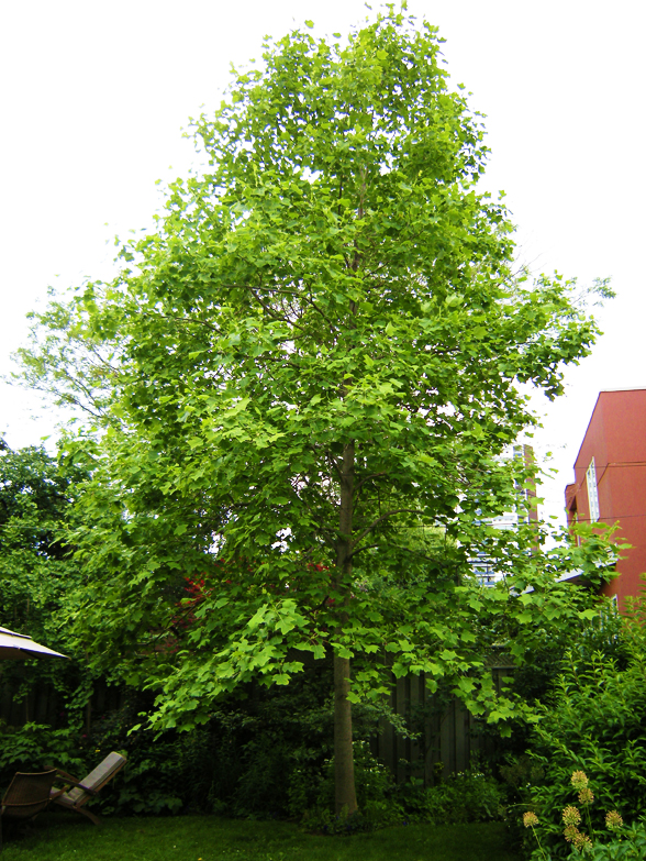 Properly pruned tree