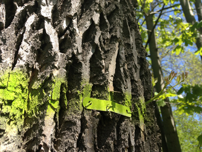 Ash Tree tagged to be treated in Toronto with tree Azin