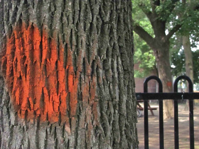 Tagged ash tree at King St. and Close Ave.