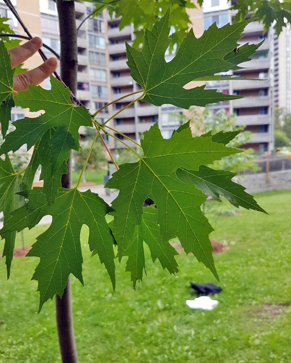 Silver Maple planted near high-rise building