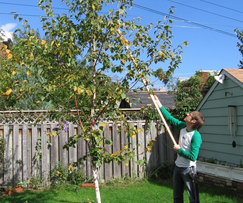Pruning tree