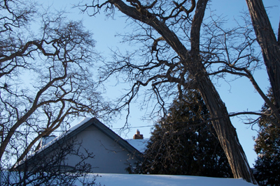 Black Locust