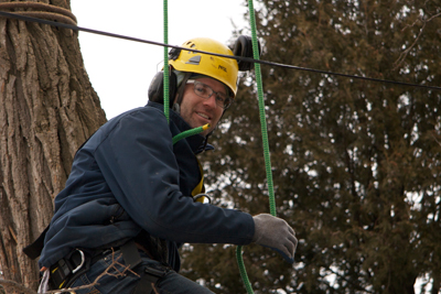 Arborist at work