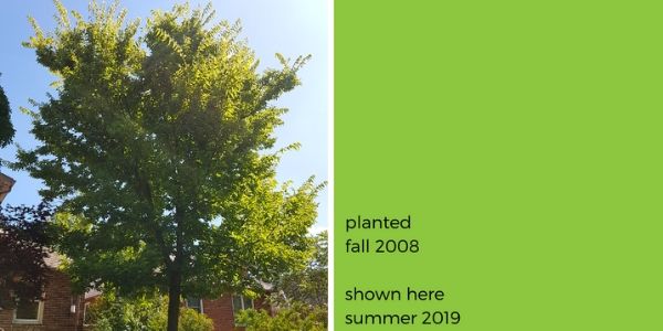 Tall hackberry next to a house. Reads: planted fall 2008, shown here summer 2019