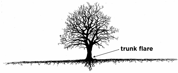 ©Tiffany Tsun / LEAF tree roots are mostly near the surface, spreading far beyond the width of the crown