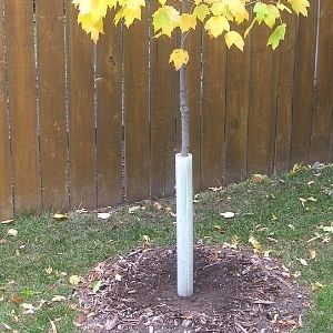 tree with plastic tree guard