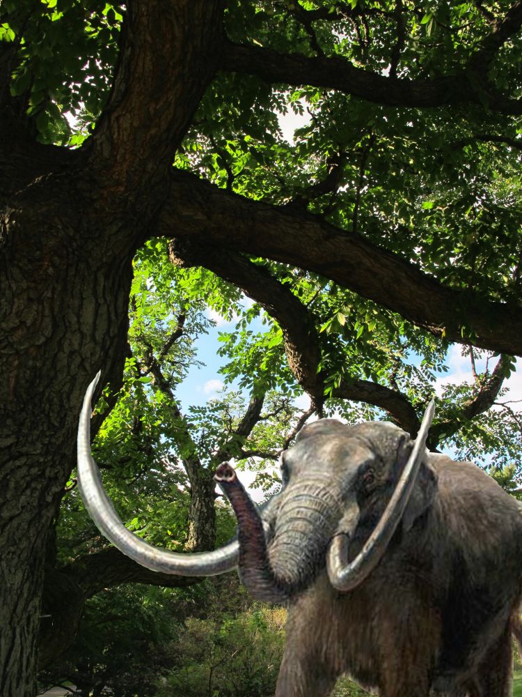 CC - 2013 kristine Paulus (flickr commons); 2013 Matthew Higginson / LEAF Woolly Mammoth and Kentucky Coffeetree