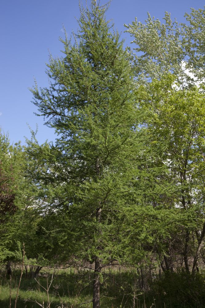 Tamarack - larix laricina
